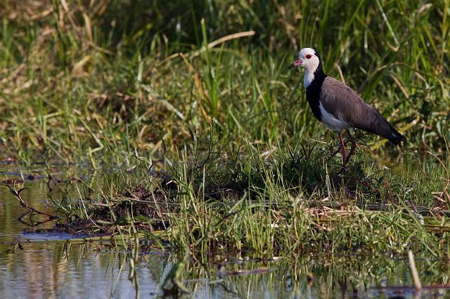 181 Okavango Delta, langteenkievit.jpg